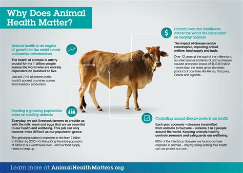 How Are Diseases Treated In Organically Farmed Animals